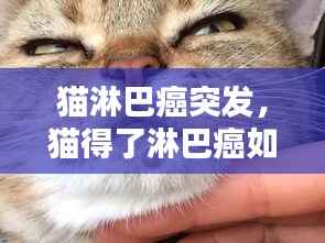 猫淋巴癌突发,猫得了淋巴癌如何治疗