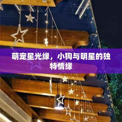 萌宠星光缘,小狗与明星的独特情缘